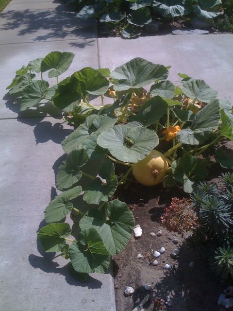 Pumpkin by Sidewalk